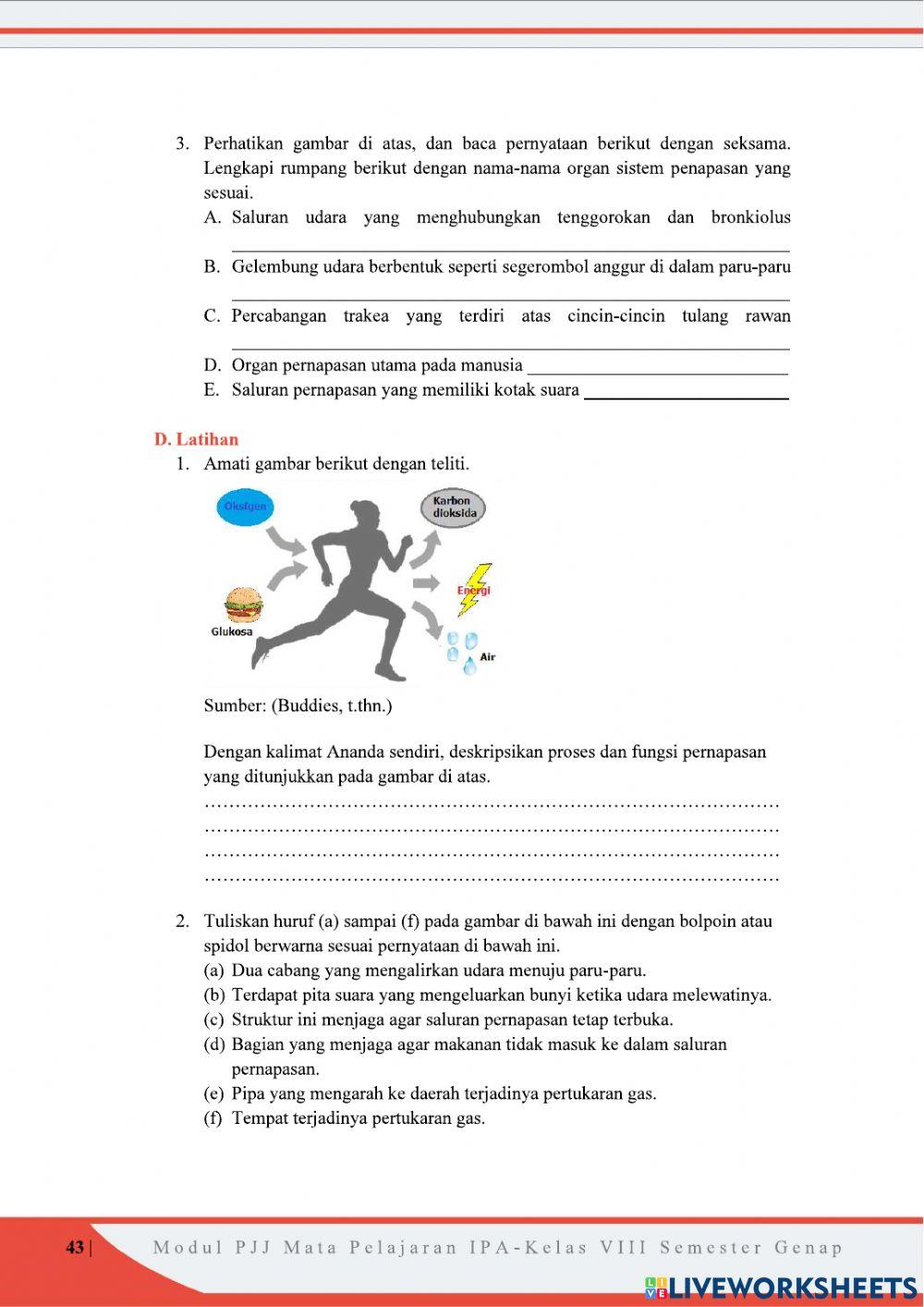 Sistem Pernapasan Pada Manusia