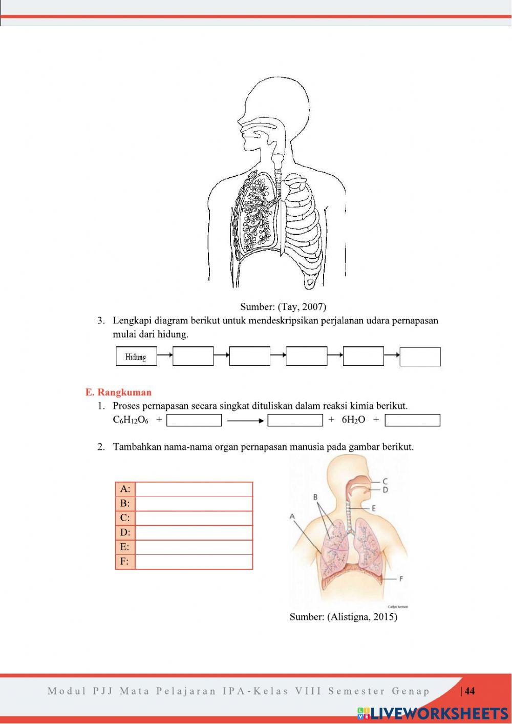 Sistem Pernapasan Pada Manusia