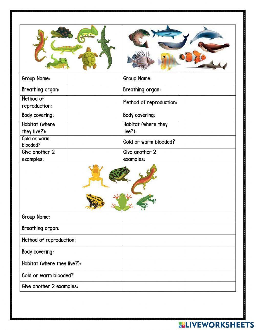 The 5 groups of Vertebrate