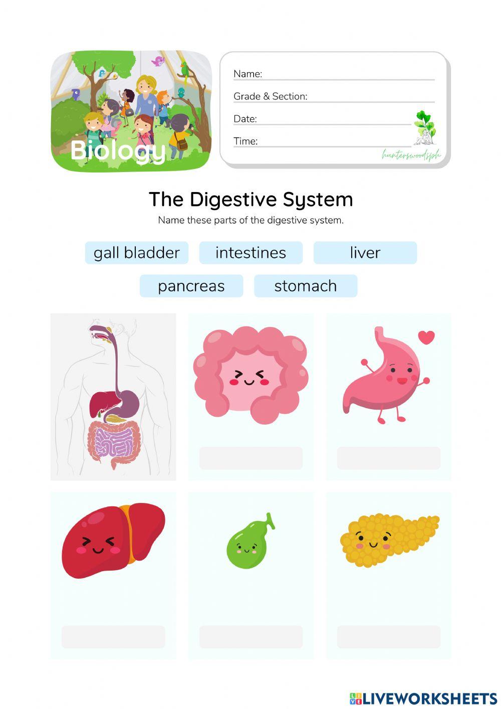 Digestive System - HunterWoodsPH.com Worksheet