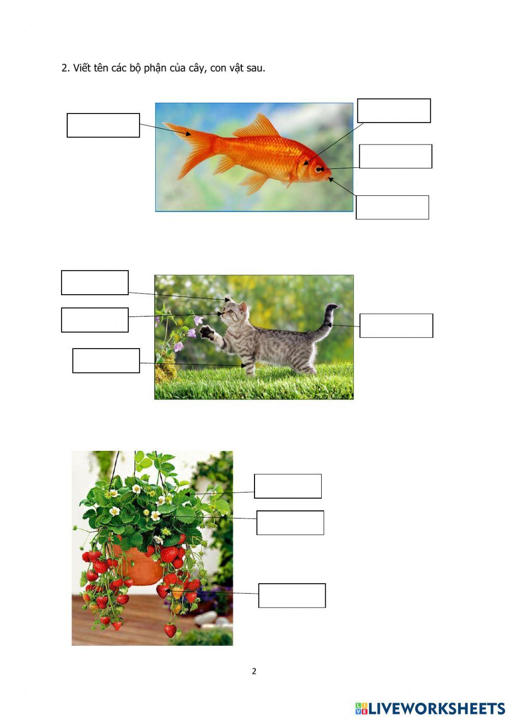 Động thực vật