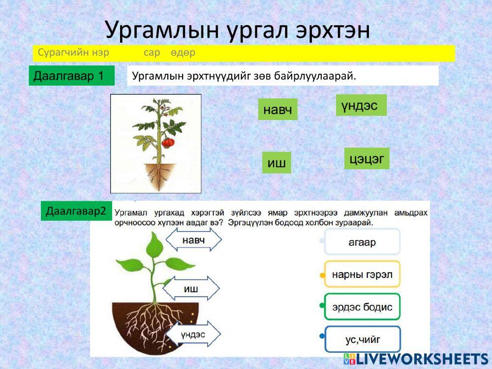Ургамлын ургал эрхтэн 1922036 | ES3510573673