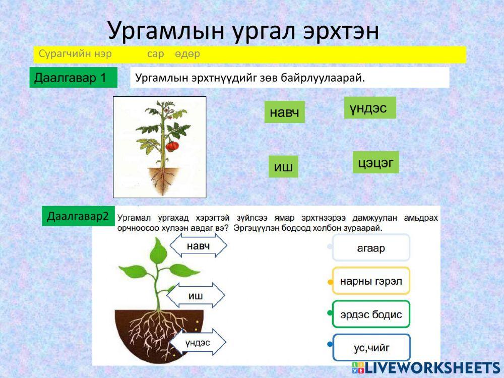 Ургамлын ургал эрхтэн