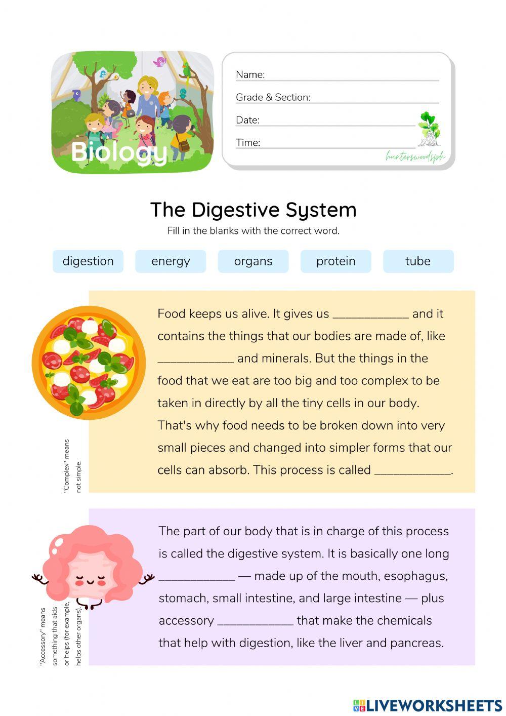 Digestive System - HunterWoodsPH.com Worksheet