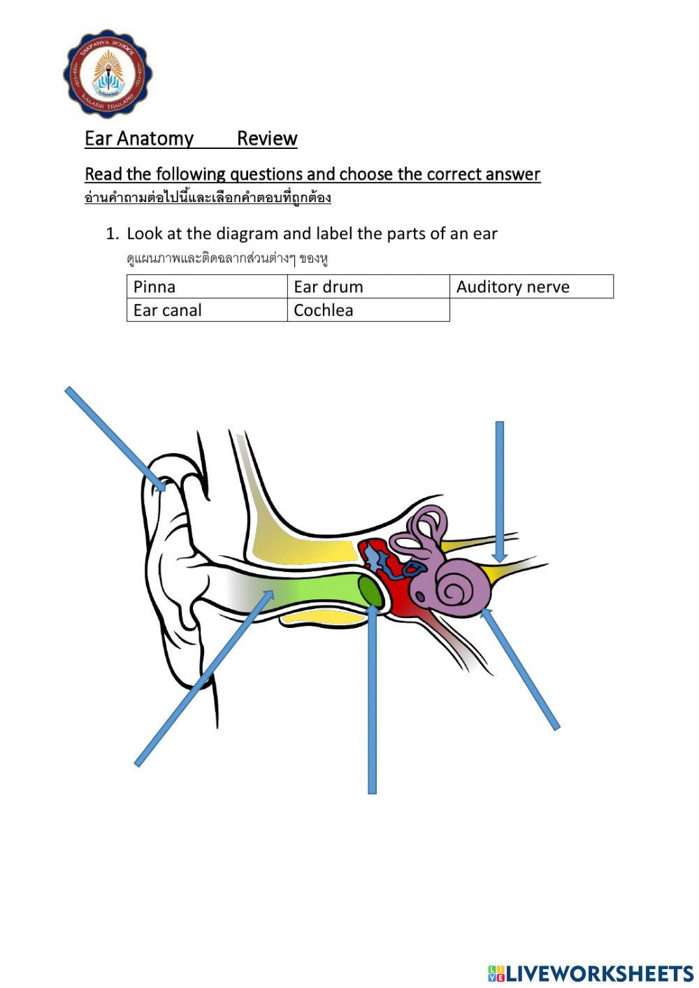 Ear Anatomy Review