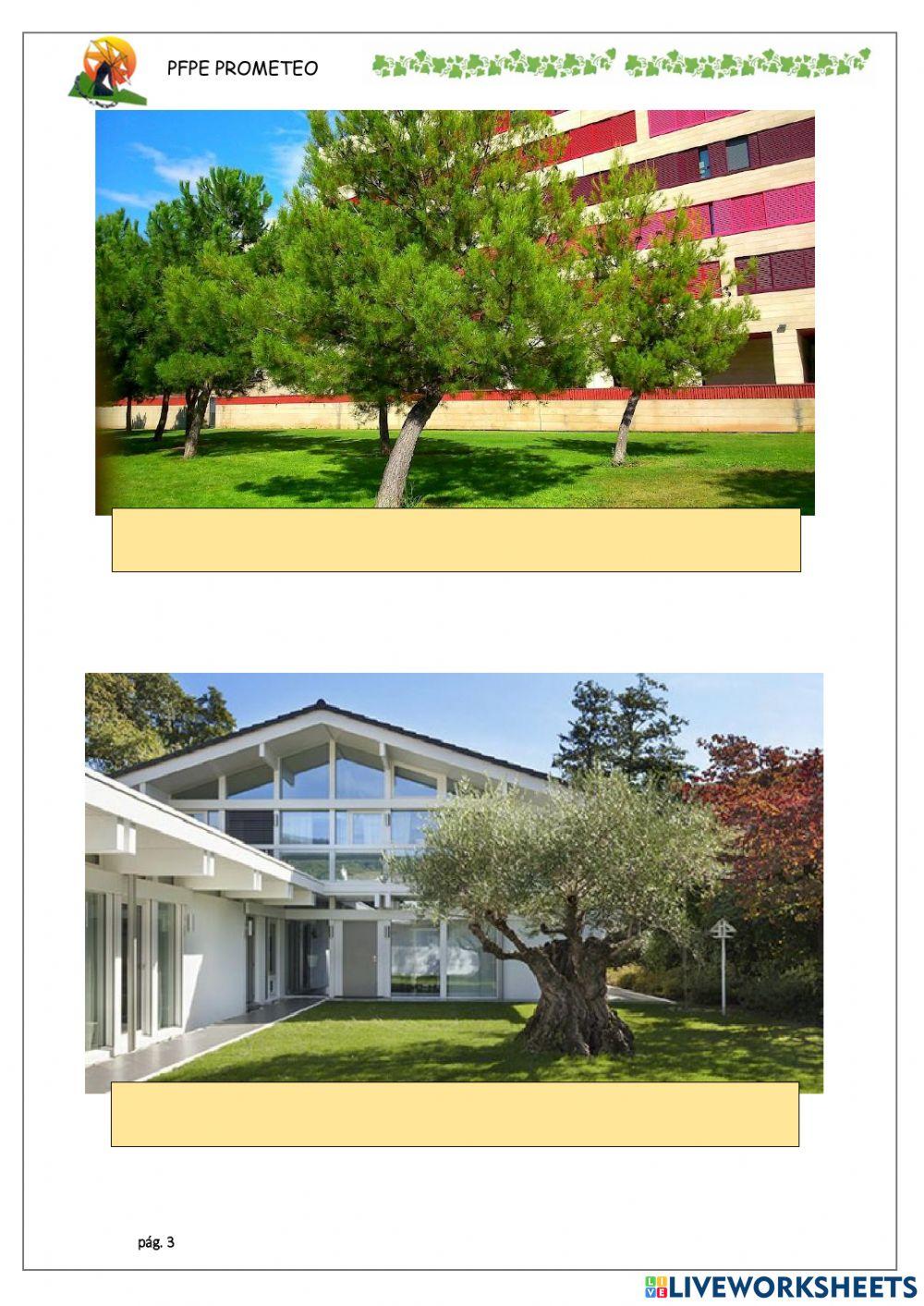 Principales especies de árbol 1