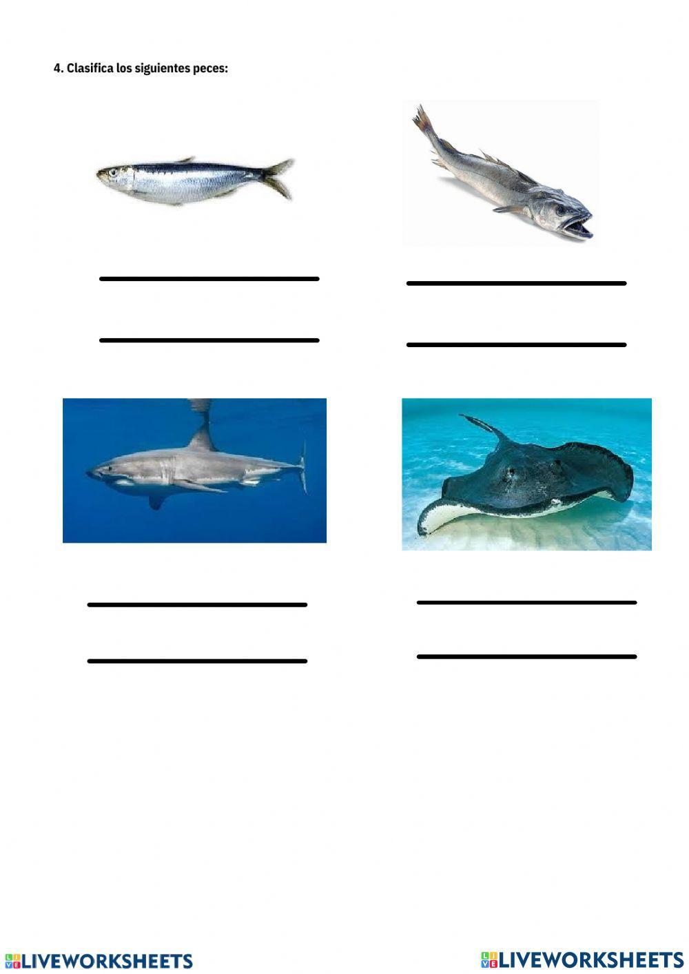 Repaso peces