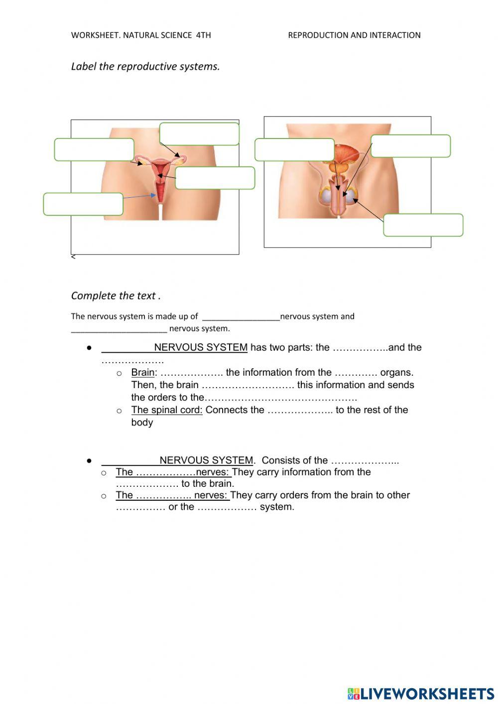 Reproductive system and nervous system