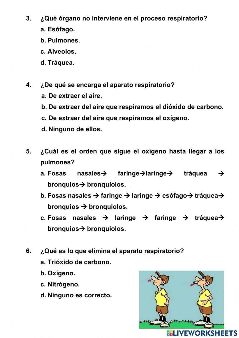 El aparato respiratorio