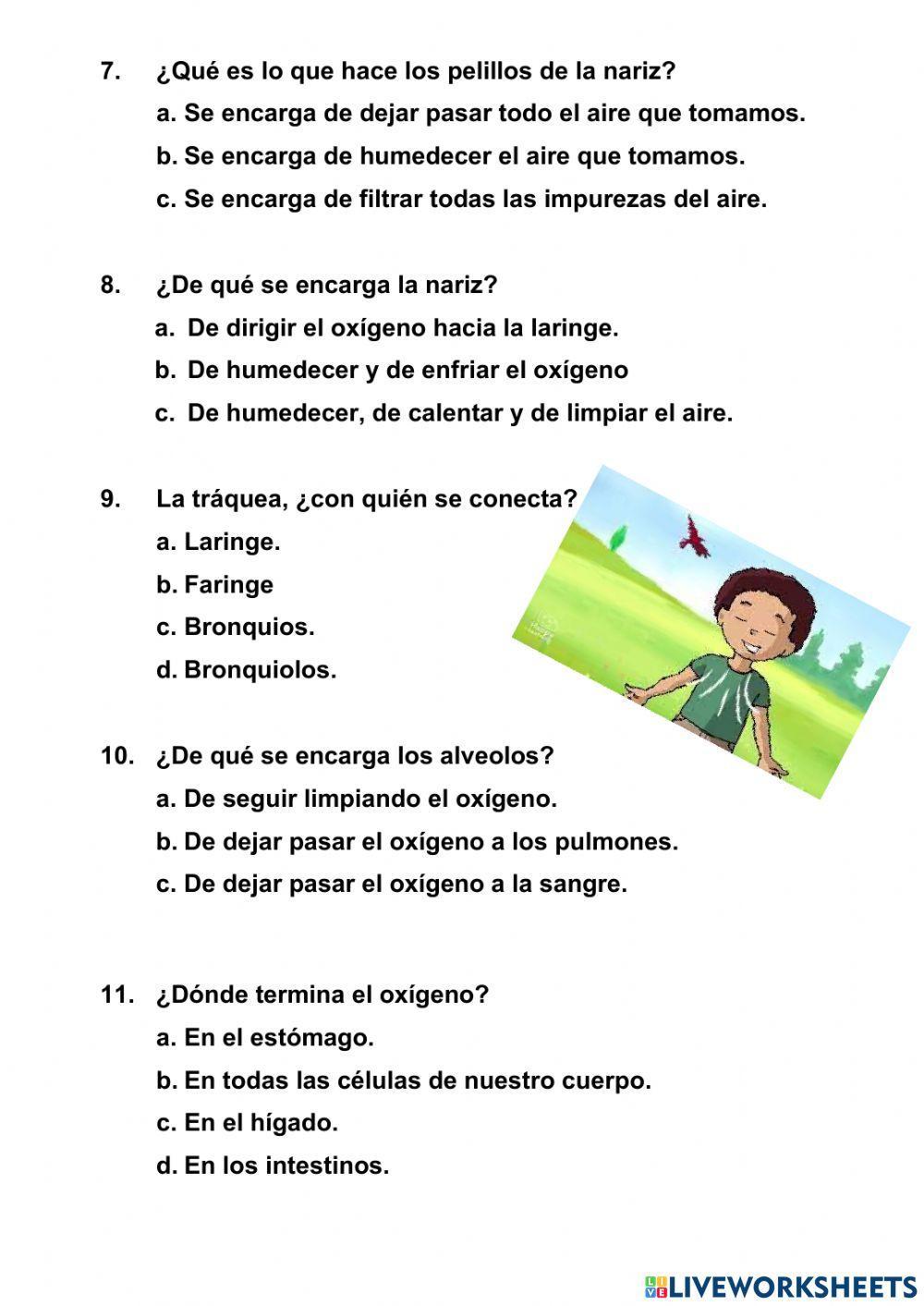 El aparato respiratorio