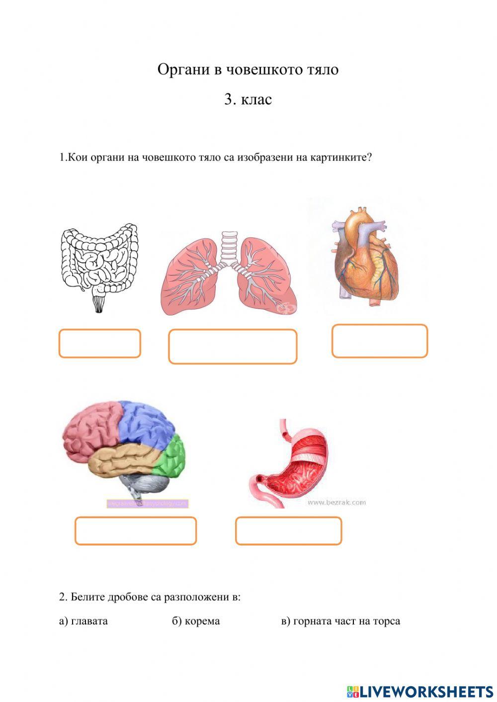 Основни органи в човешкото тяло exercise | Live Worksheets
