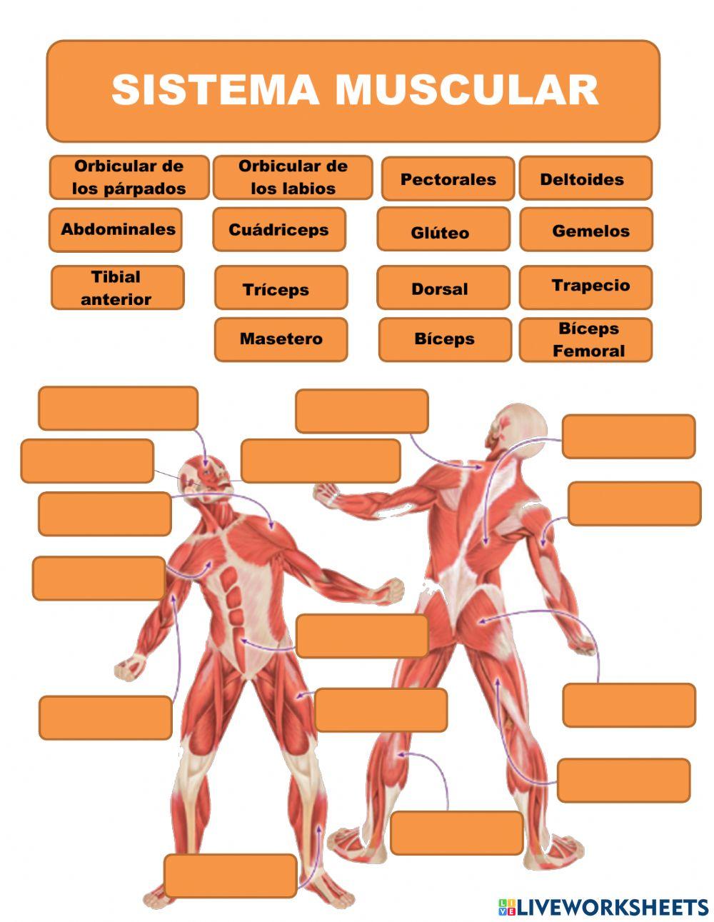 Sistema muscular y reproductores