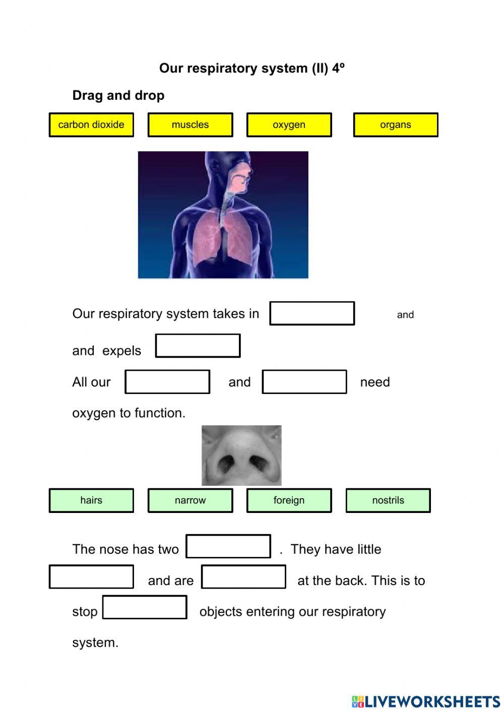 Respiratory system I I 4º Respiratory system I I 4º