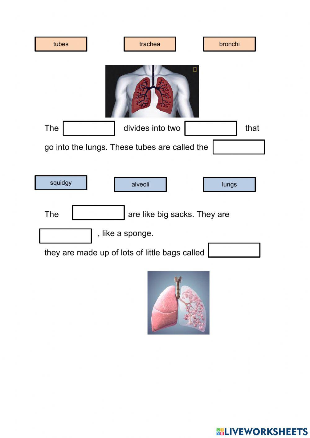 Respiratory system I I 4º Respiratory system I I 4º