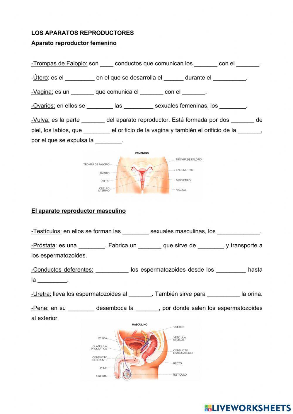 Los caracteres sexuales y el aparato reproductor.