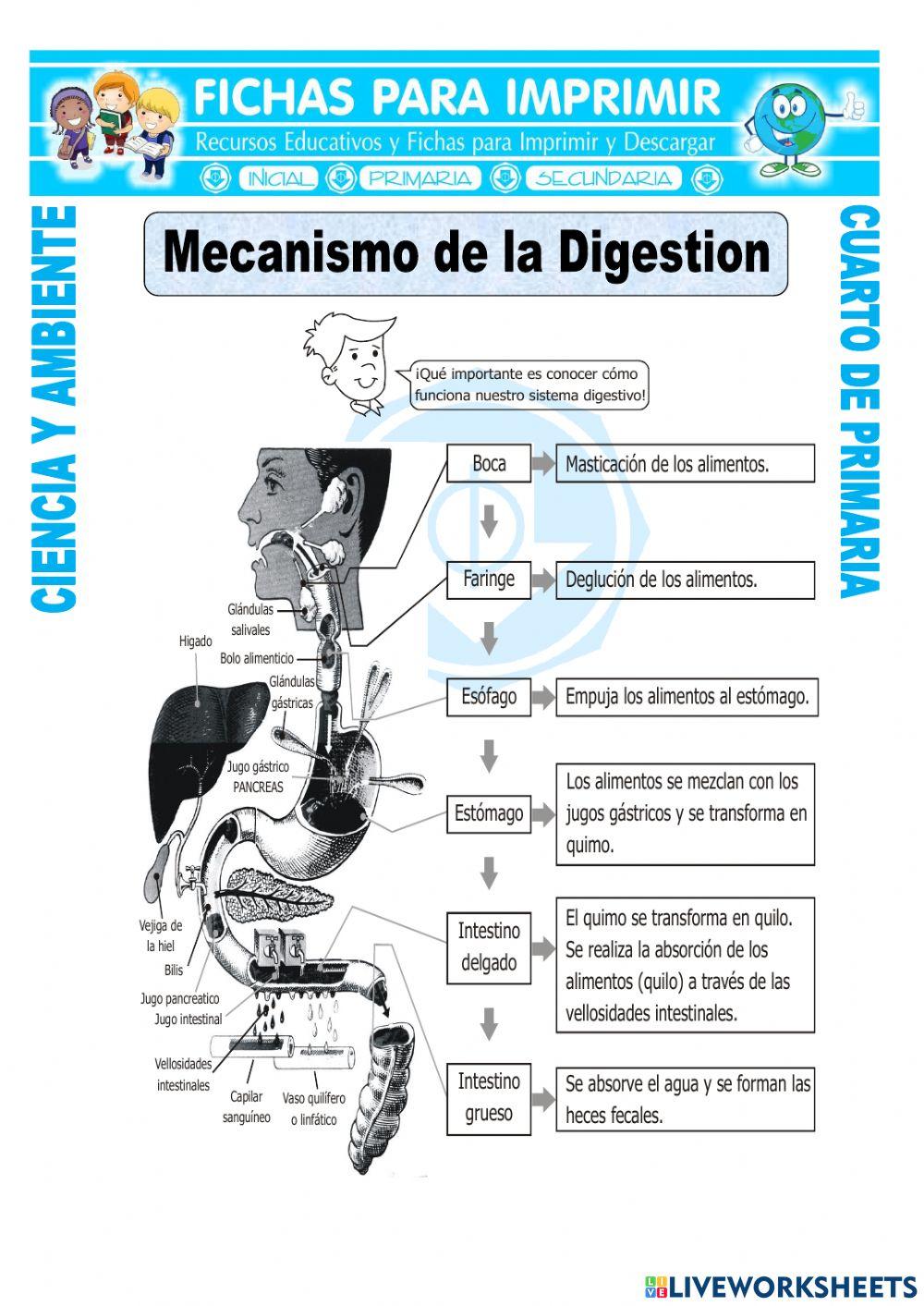 Digestión