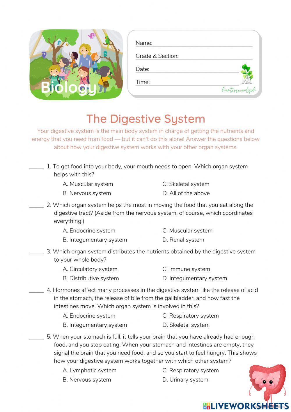 Digestive System - HunterWoodsPH.com Worksheet