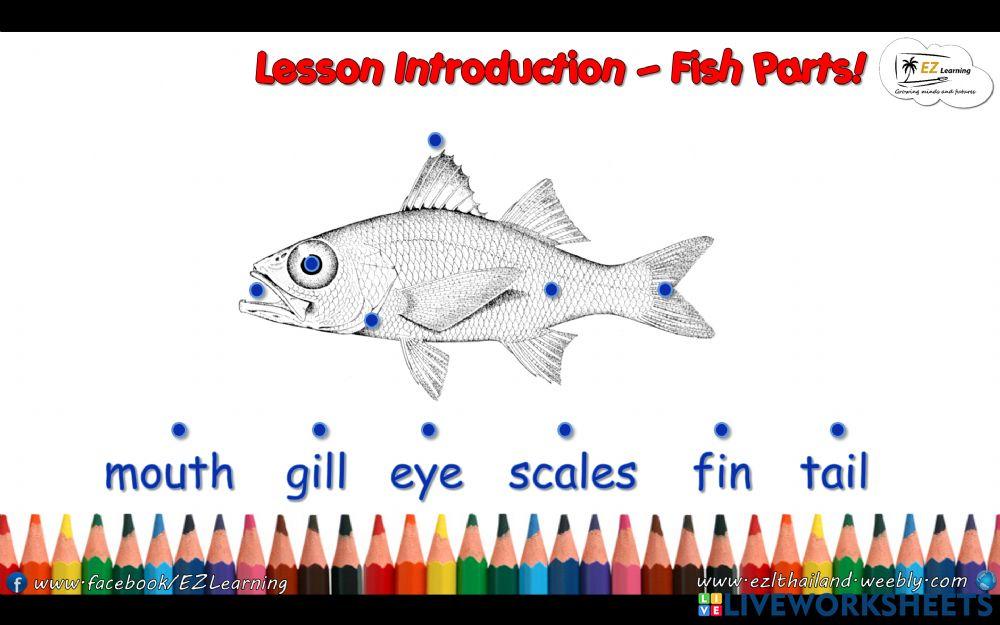 K3 Term 2 Science - Parts of a fish