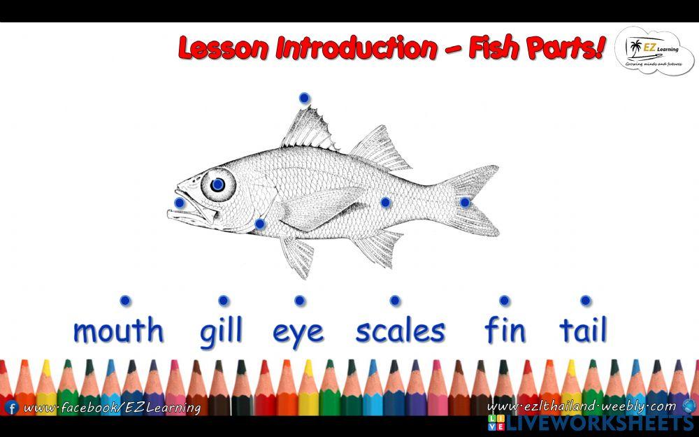 K3 Term 2 Science - Parts of a fish K3 Term 2 Science - Parts of a fish