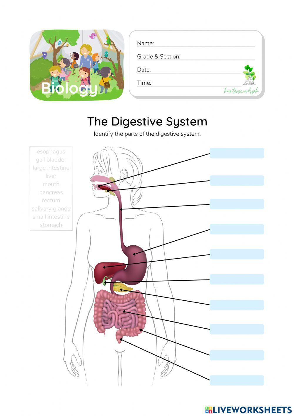 Digestive System - HunterWoodsPH.com Worksheet