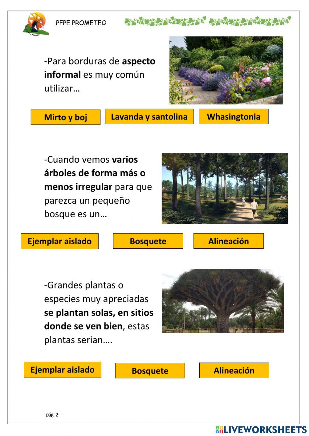 Composiciones de plantas en jardines 1