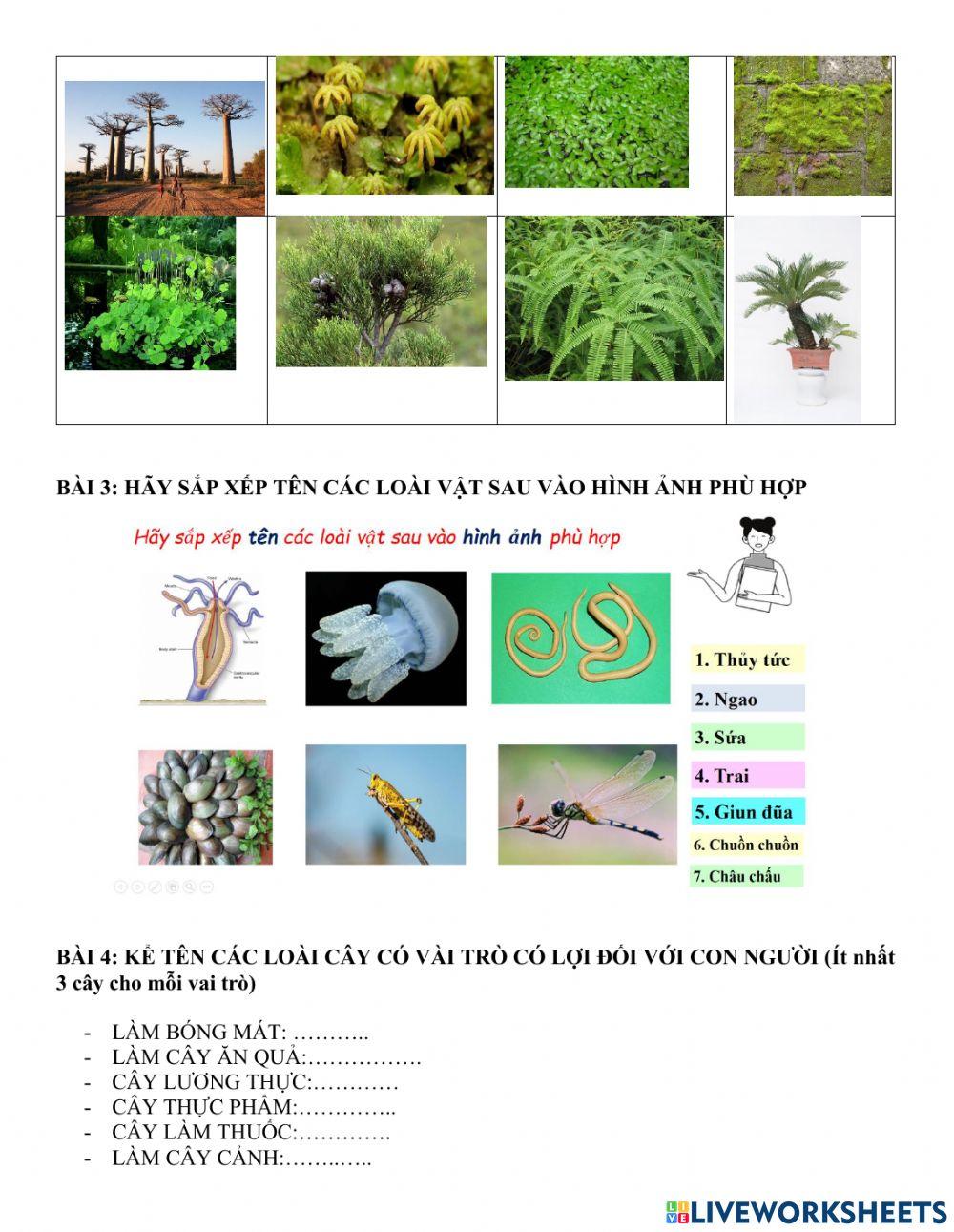 Ôn tập giữa kì 2 khtn6