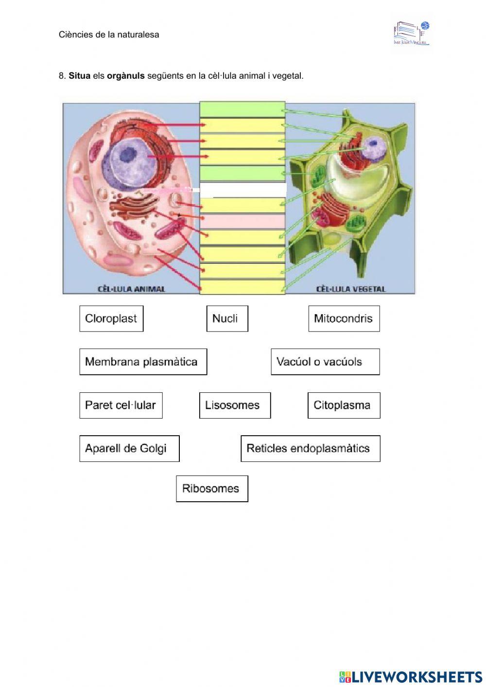 Orgànuls cèl·lula animal i vegetal