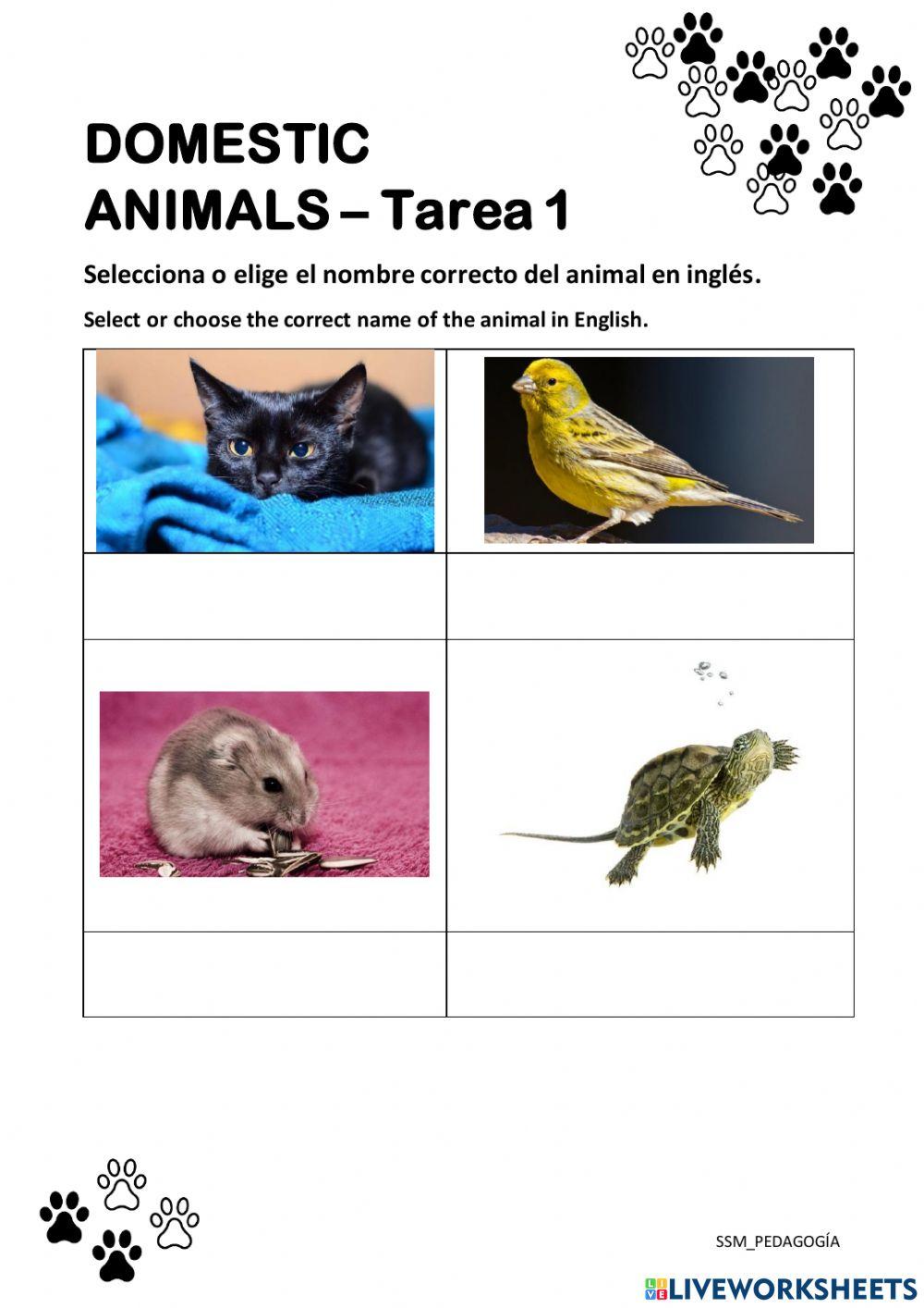 DOMESTIC ANIMALS - Tarea 1