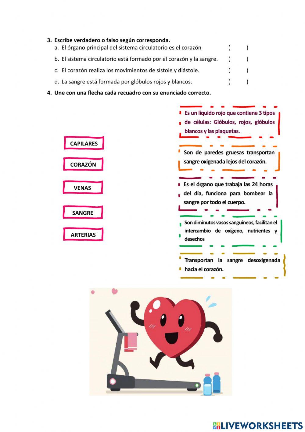 Sistema respiratorio y circulatorio