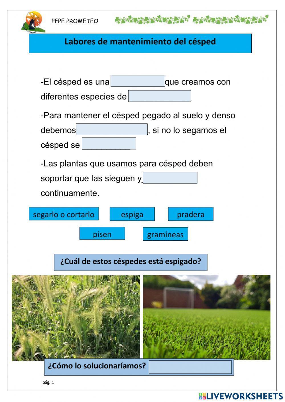 Labores de mantenimiento del césped 1: Siega