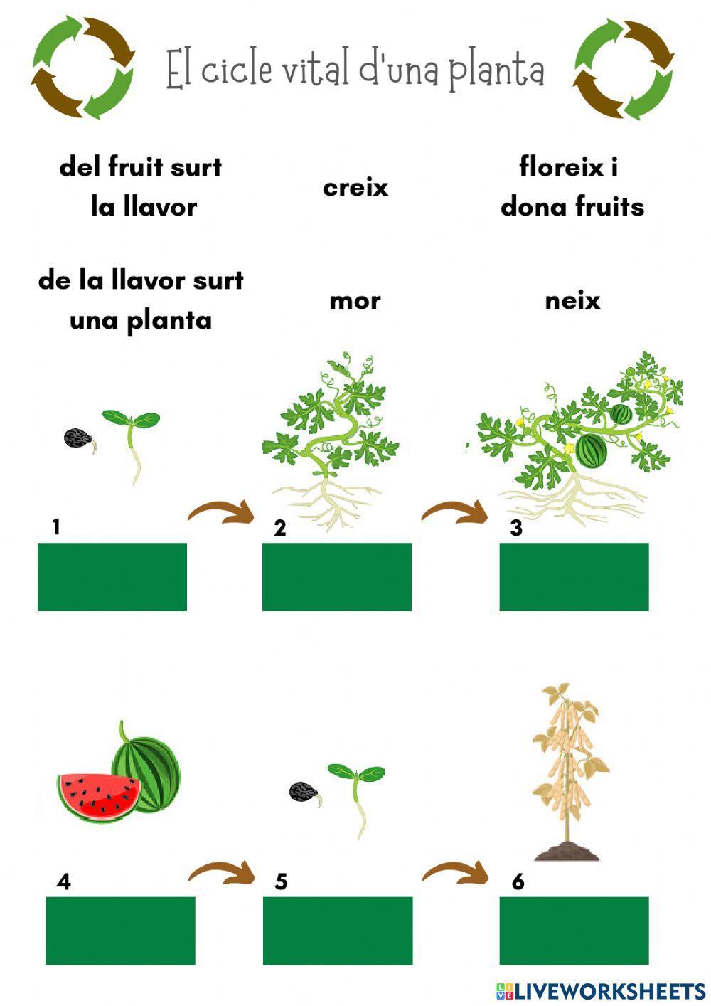 El cicle de les plantes