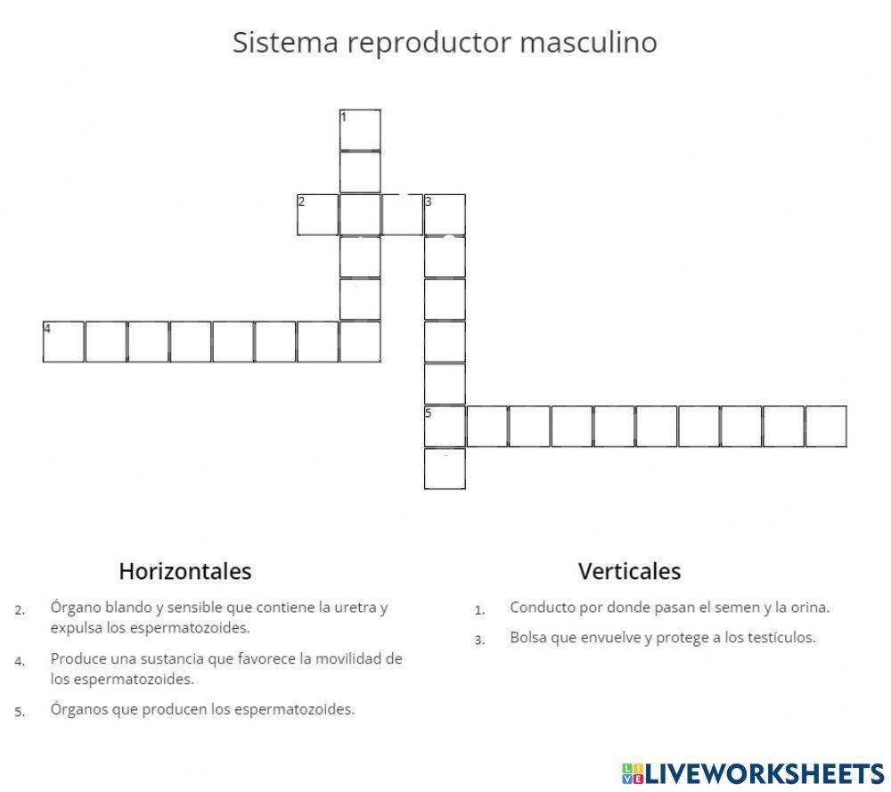 Sistema reproductor masculino