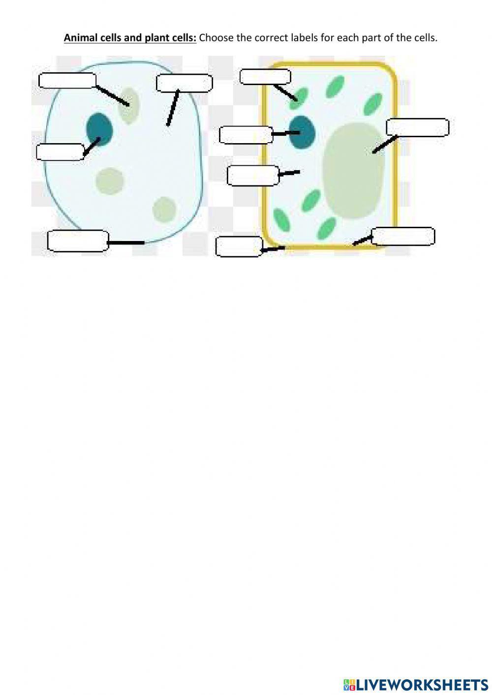 Living things and cells