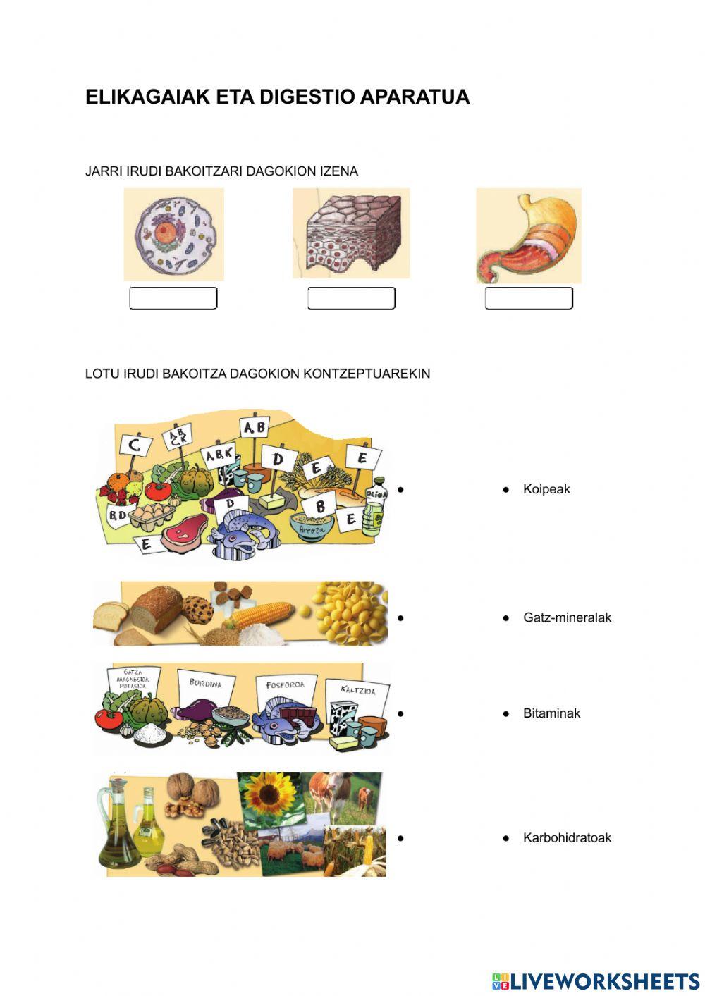 Txanela 5.4 digestio aparatua