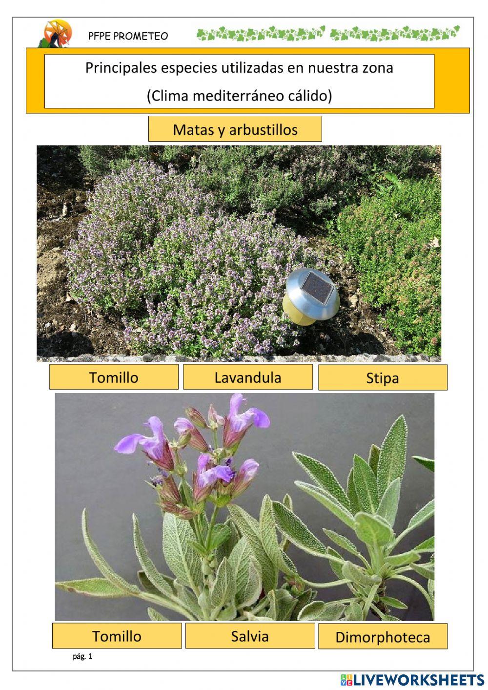 Especies de matas y arbustillos
