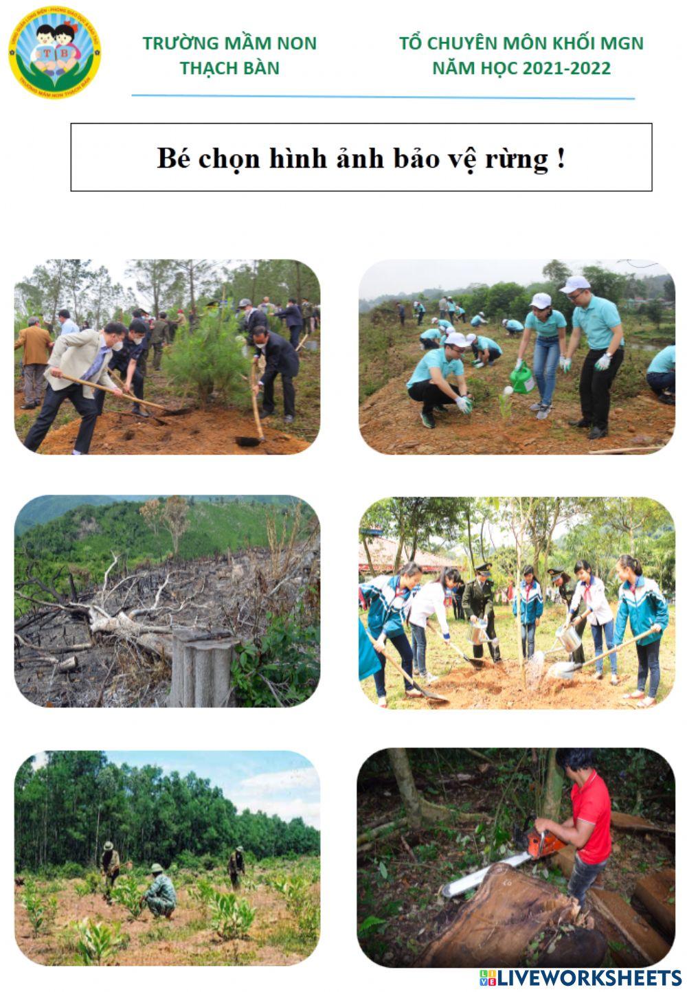 Bảo vệ rừng