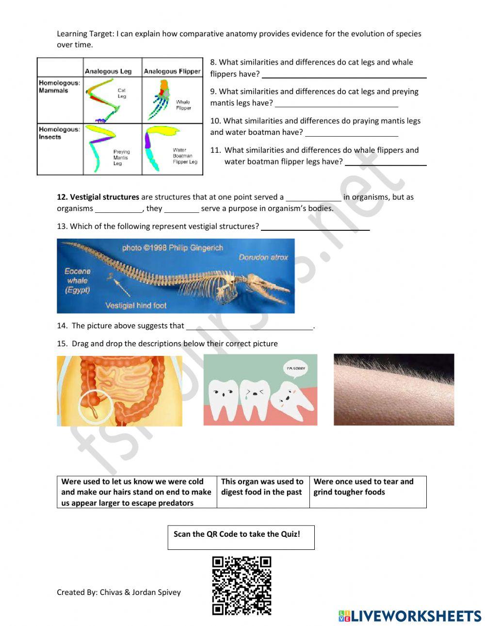 Comparative Ana Free Interactive Worksheets 6903043