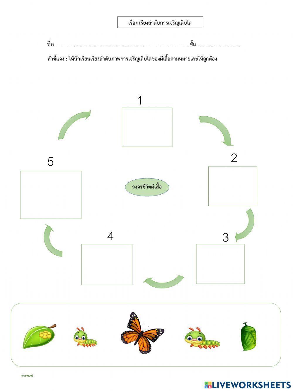 วงจรชีวิตผีเสื้อ exercise | Live Worksheets
