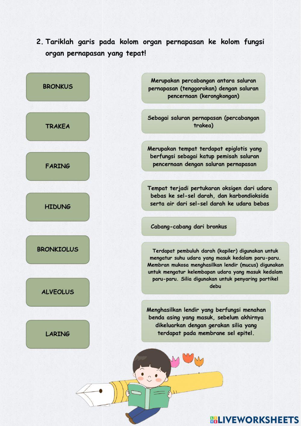 Sistem Pernapasan Manusia