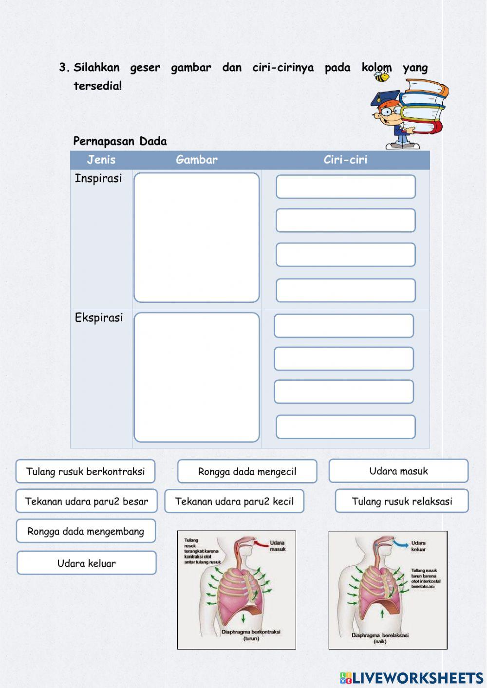 Sistem Pernapasan Manusia