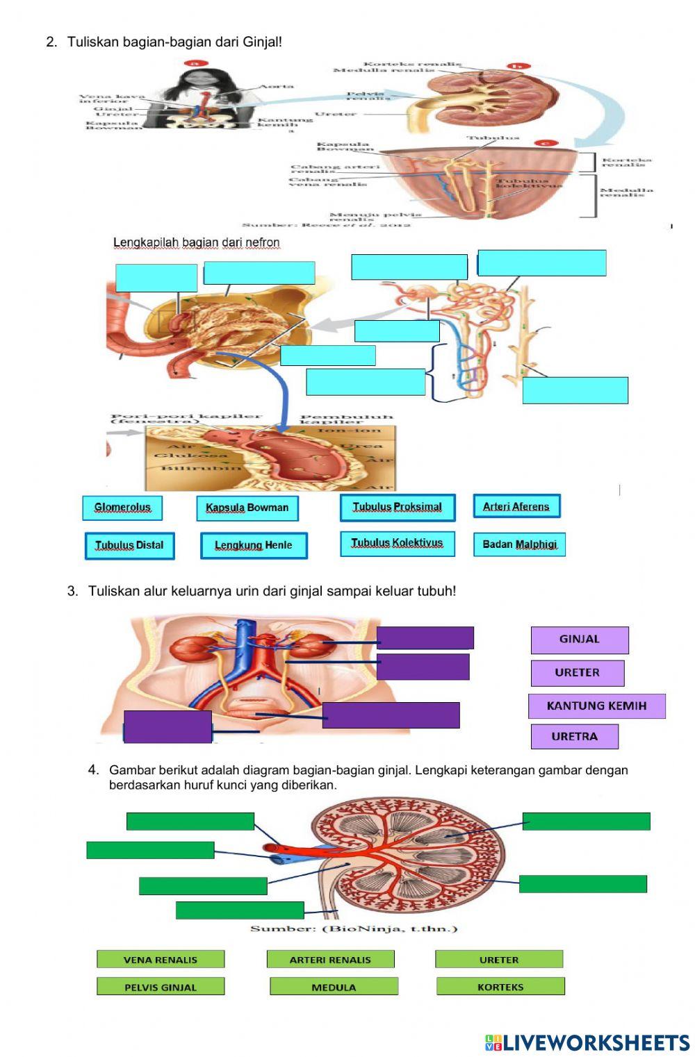 UH SISTEM EKSKRESI KELAS 8 