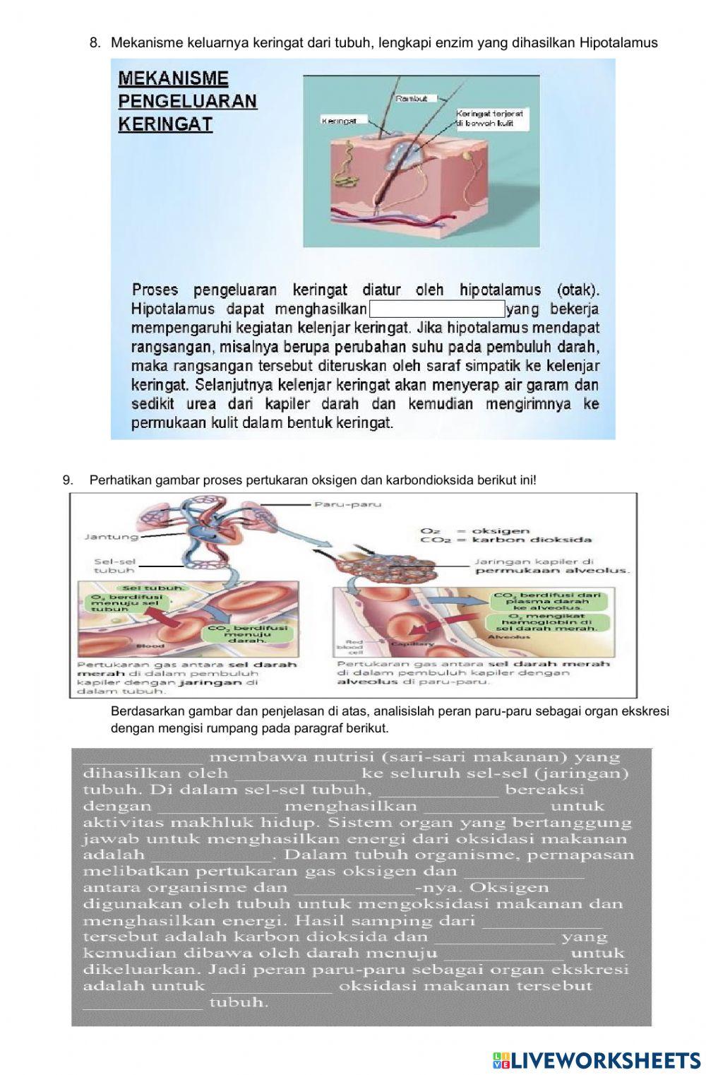 UH SISTEM EKSKRESI KELAS 8 