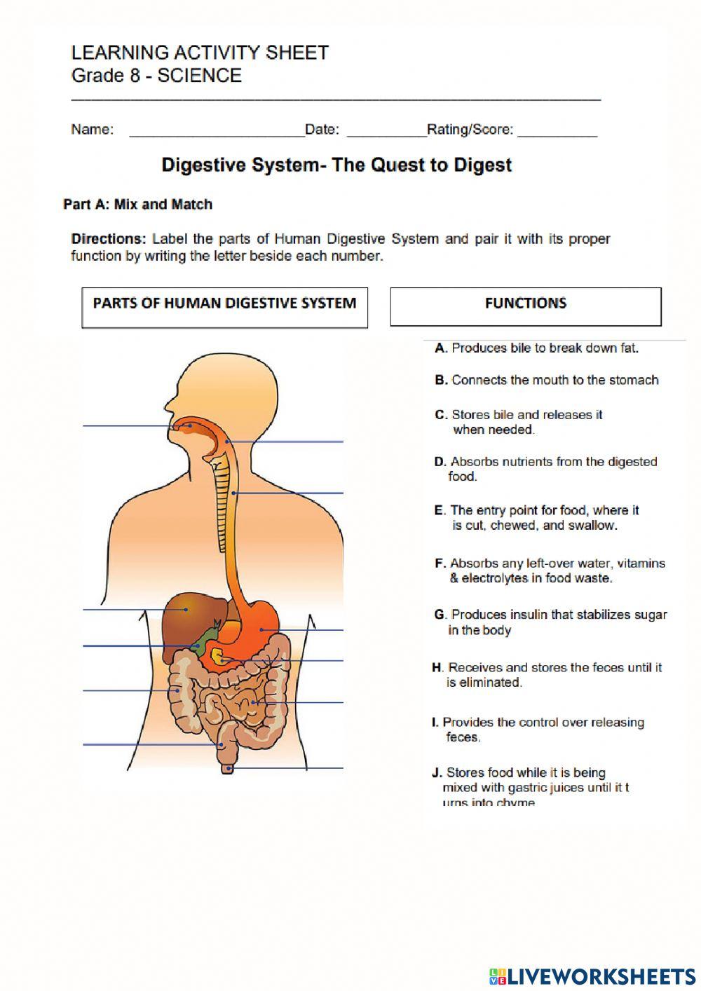 Digestive system parts and functions 2828209 maricamsy