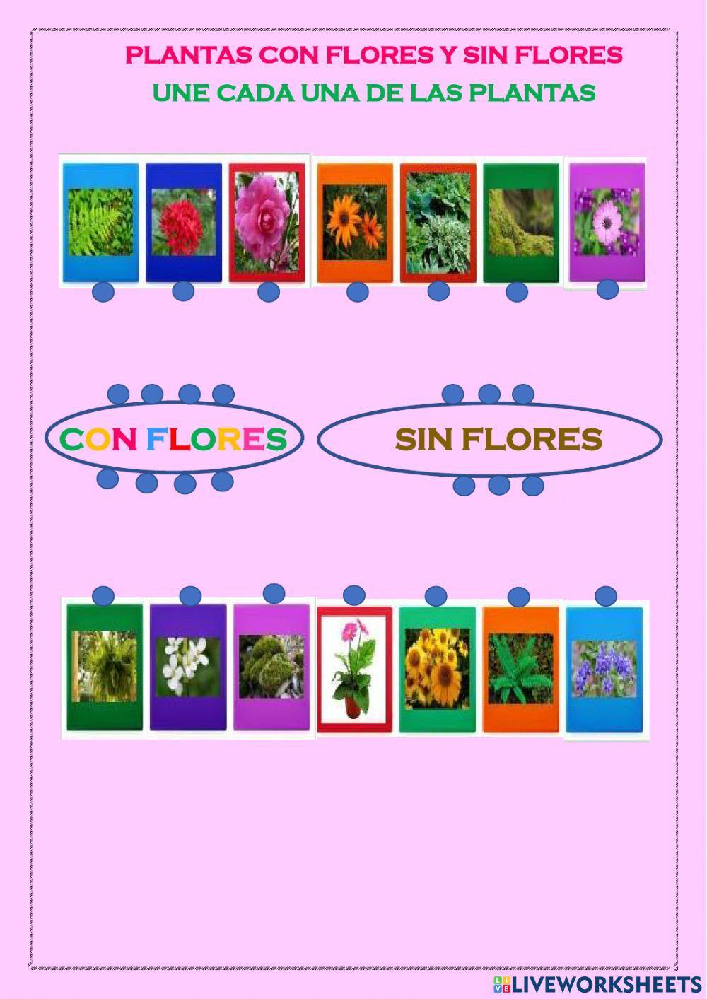 Plantas con y sin flores