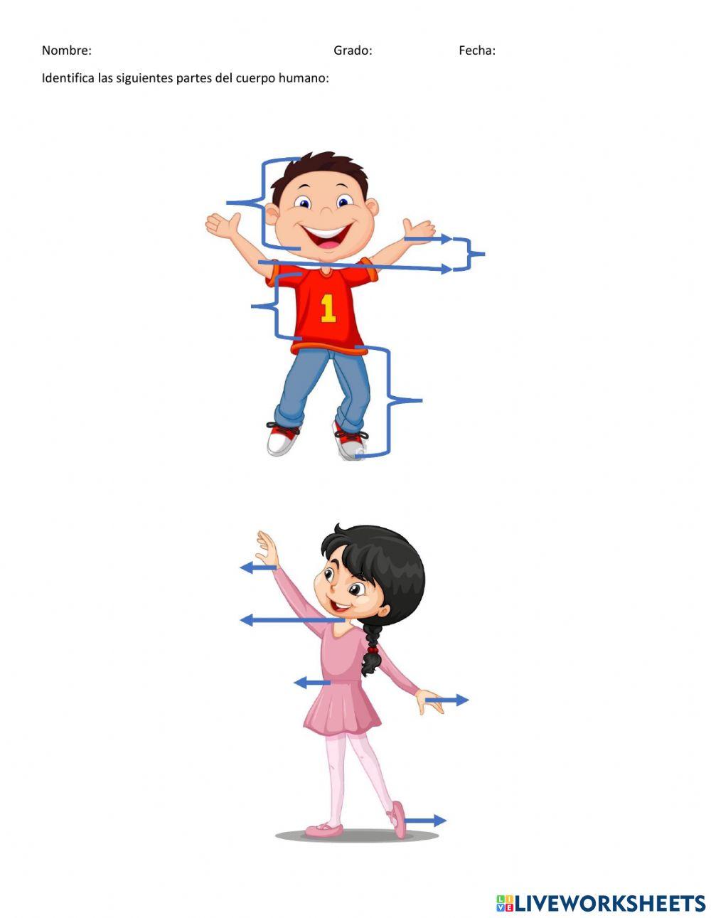 Partes del Cuerpo Humano