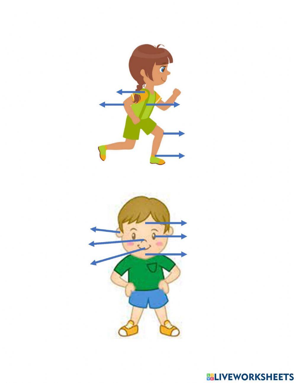 Partes del Cuerpo Humano