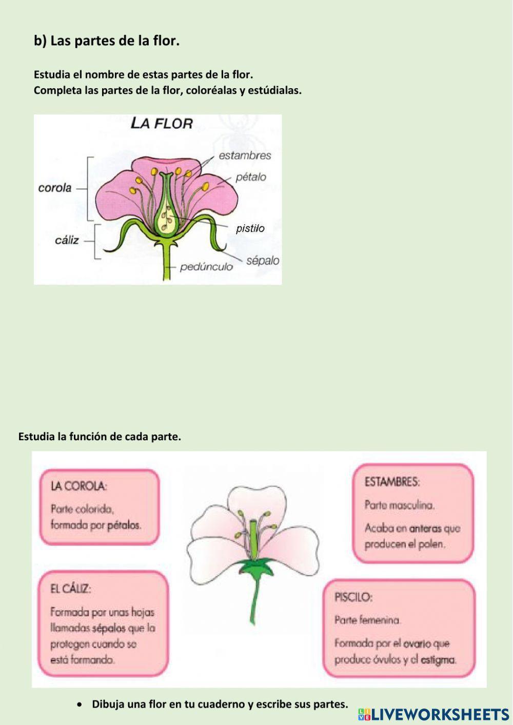 Las partes de la flor
