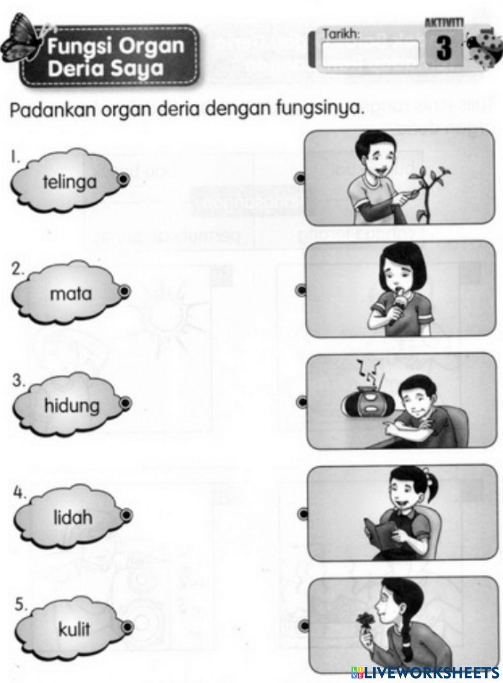 Fungsi deria manusia