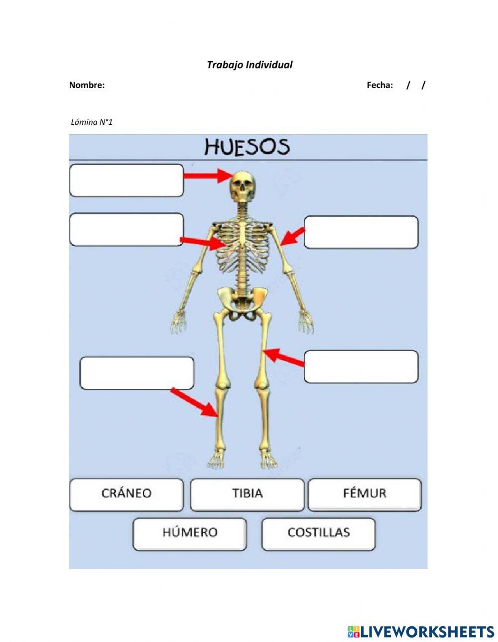 Identificar las respectivas localizaciones de huesos, articulaciones y músculos.