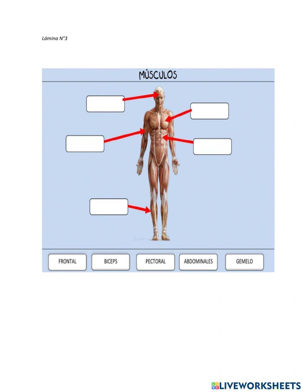 Identificar las respectivas localizaciones de huesos, articulaciones y músculos.